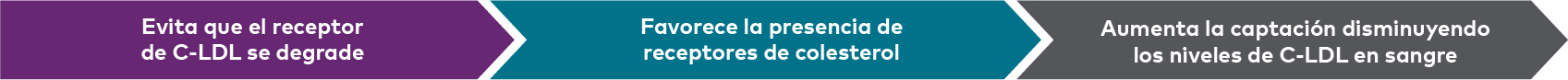 linea